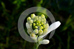 Night queen flower buds stick with dark green background