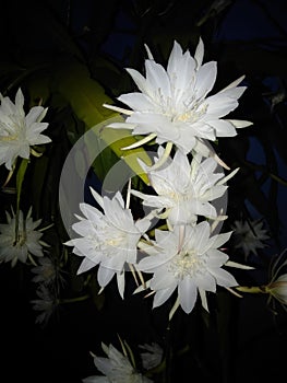 The Night Queen Flower (Epiphyllum oxypetalum) is Blooming Beautifully