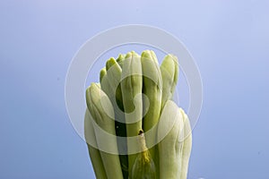 night queen flower macro close up view white green scented with