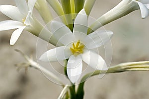 night queen flower macro close up view white green scented with