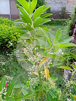 Night Queen plants photo