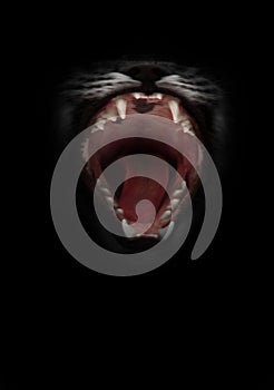 Night is ready to devour you. open greedy feline jaws of a cat, throat, tongue and fangs visible. isolated on a black background