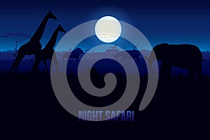 Night Safari