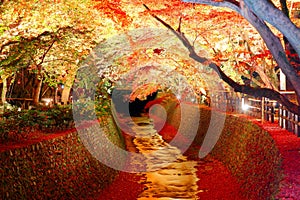 Night scene of illuminated maple trees with fiery foliage reflected in the water of a stream