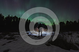 Night scene, nature of Estonia. Silhouette of a man with a headlamp in a forest with a starry sky and northern lights
