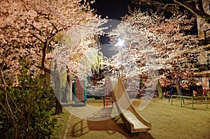 Night scenery of a lovely corner in an urban park, with a playground slide surrounded by beautiful cherry blossom trees, in kyoto,
