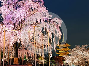 Night scenery of the majestic Five-Story Pagoda and the giant weeping cherry blossom tree