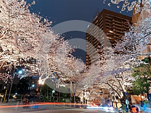 Night scenery of Roppongi Ark Hills in Tokyo downtown during Sakura Matsuri Festival
