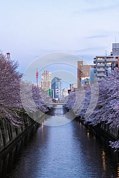 Night Scenery of Sakura in March 2021 in Naka Meguro Area