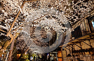 Night scenery of Takase River  Takase-gawa  in Kyoto, Japan, with romantic Sakura cherry blossom trees