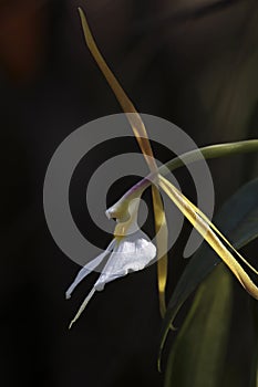 Night Scented Orchid, southwest Florida