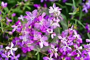 Night Scented Stock , Matthiola longipetala