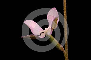 Night-Scented Stock Matthiola longipetala. Flower Closeup