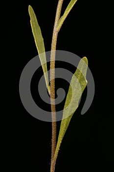 Night-Scented Stock (Matthiola longipetala). Stem and Leaves Closeup