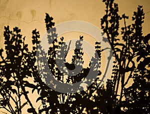 Night Shadow of a Plant