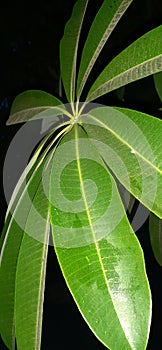 Night shoot tree image focus