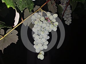 Night shooting of green white rose grapes in rural Shaanxi