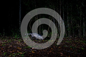 Night shot of Large Indian civet in the wild