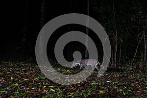 Night shot of Large Indian civet in the wild