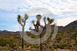 Night Skies at Joshua Tree photo