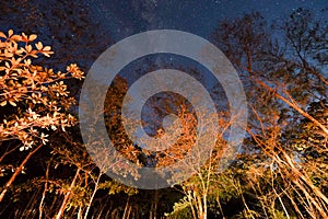 Night sky in Chapada dos Veadeiros, Goias, Brazil