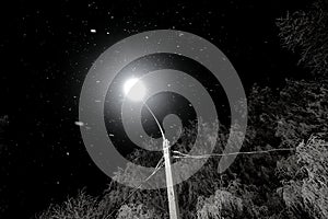 Night sky. Frozen tree covered in snow. Snow falls in the light of a street lamp