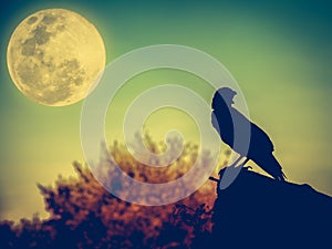 Night sky with full moon, tree and silhouette ofcrow that can be