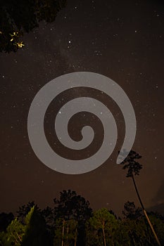 Night sky with the Milky Way over the forest and trees