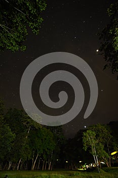 Night sky with the Milky Way over the forest and trees