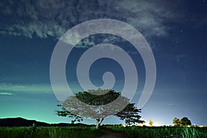 Night sky with the Milky Way over the forest and trees