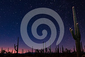 Night Sky with Saguaro Cactus