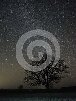 Night sky stars Andromeda constellation and tree nightscape