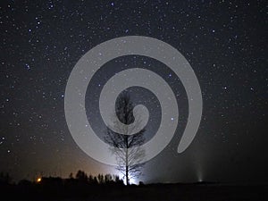 Night sky stars observing, Virgo constellation and tree photo
