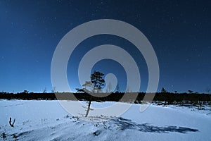 Night sky stars over forest observing Latvia