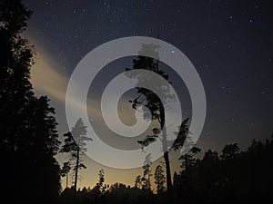 Night sky stars over forest and trees