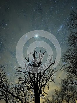 Night sky stars Sirius star over forest nightscape