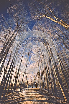 Night sky with stars in the winter night with trees. vintage