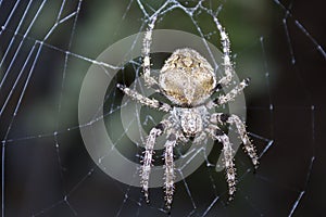 Night spider hunter on his web