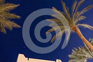 Night starry sky and palm trees. Bottom view.