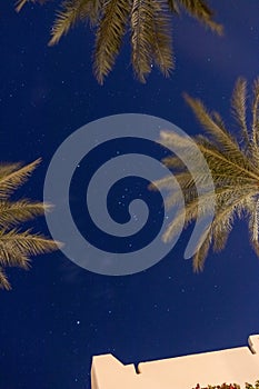 Night starry sky and palm trees. Bottom view.