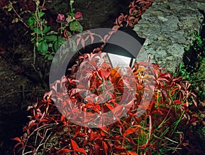 Night street lamp with red plant in the garden