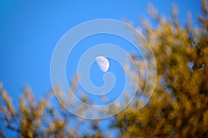 Night Sunrise With Half Moon Seen Through Trees