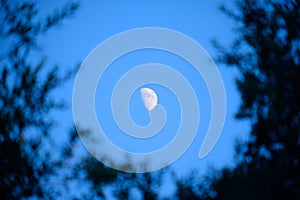 Night Sunrise With Half Moon Seen Through Trees