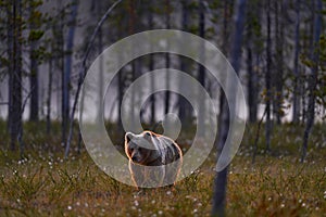 Night in taiga Bear hidden in yellow forest. Autumn trees with bear. Beautiful brown bear walking around lake, fall colours. Big