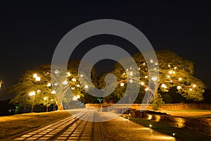 Night theme garden decoration with tree decorated with light bulb.