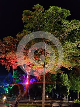 Night Tree Colourful night outdoor