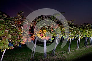 Night trip to a winegrowing at harvest time