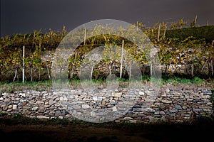 Night trip to a winegrowing at harvest time