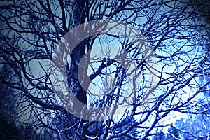 The night under the branch