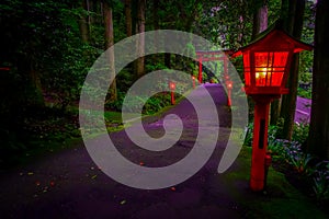 The night view of the approach to the Hakone shrine in a cedar forest. With many red lantern lighted up and a great red photo